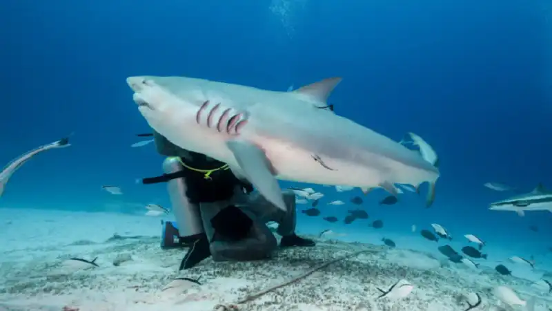 Fiji Shark Dive: What to Expect, Best Spots & Tips for First-Time Divers